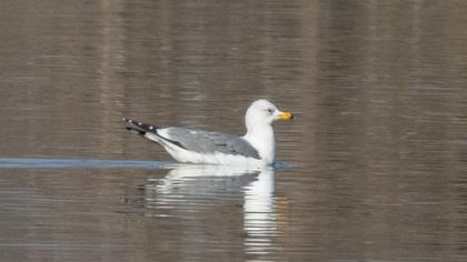 Van gölü martısı