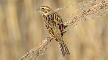 Bataklık Kirazkuşu