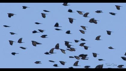 Sarıgagalı dağ kargası