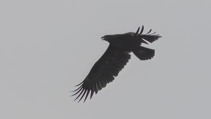 Büyük orman kartalı