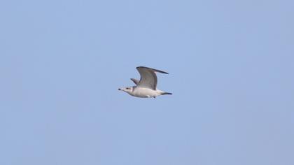 Büyük karabaş martı