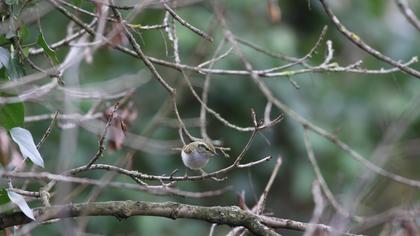 Çalıkuşu çıvgını