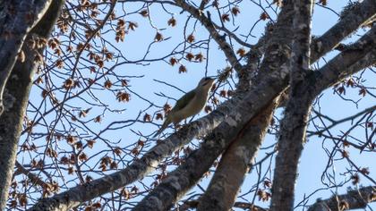 Küçük yeşil ağaçkakan