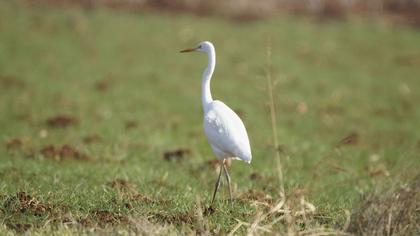 Büyük ak balıkçıl