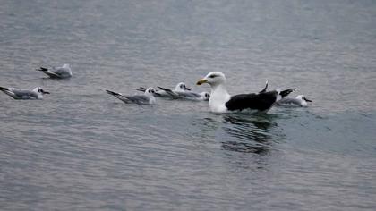 Büyük karasırtlı martı