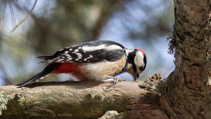 Orman alaca ağaçkakanı