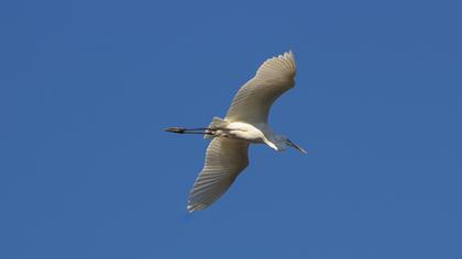 Büyük ak balıkçıl