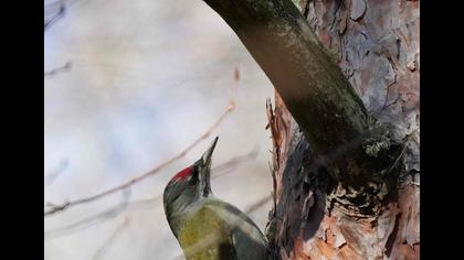 Küçük yeşil ağaçkakan