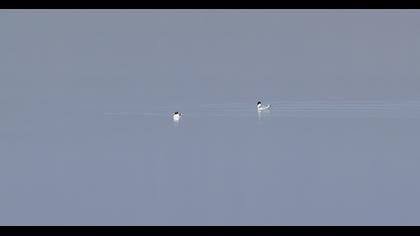 Büyük karabaş martı