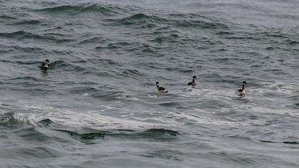 Karaboyunlu batağan