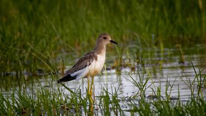 Akkuyruklu kızkuşu