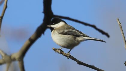 Akyanaklı baştankara