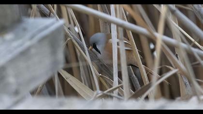 Bıyıklı baştankara