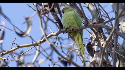 Rose-ringed Parakeet