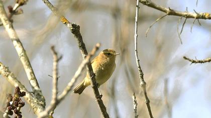 Çalıkuşu çıvgını