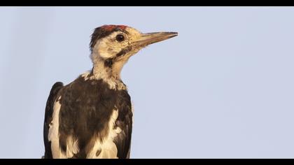 Syrian Woodpecker