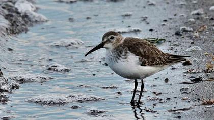 Karakarınlı kumkuşu