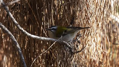 Sürmeli çalıkuşu