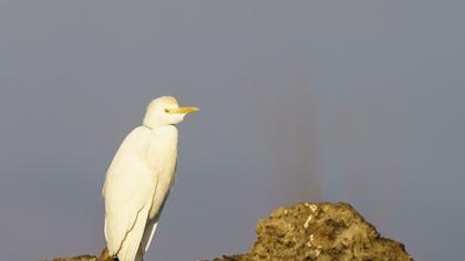Sığır balıkçılı