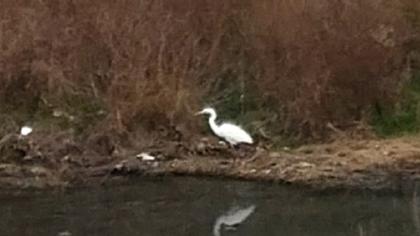 Büyük ak balıkçıl