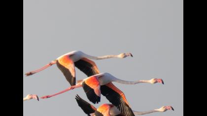 Greater Flamingo