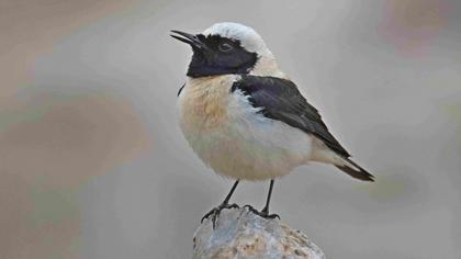 Karakulaklı kuyrukkakan