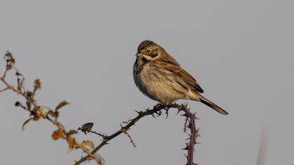 Bataklık Kirazkuşu
