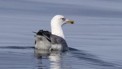 Van gölü martısı