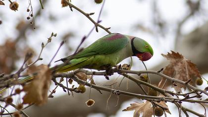 İskender papağanı