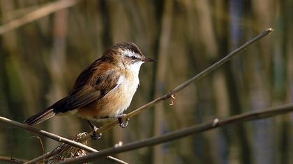 Bıyıklı kamışçın