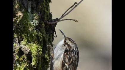Bahçe tırmaşıkkuşu