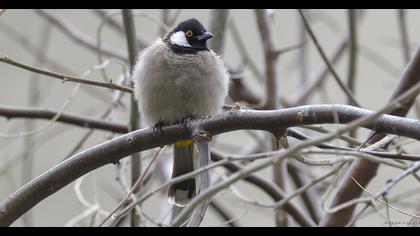 Akyanaklı arapbülbülü