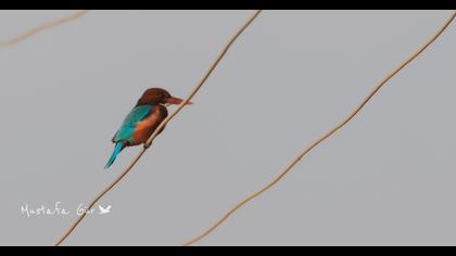 İzmir yalıçapkını