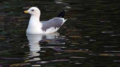 Van gölü martısı