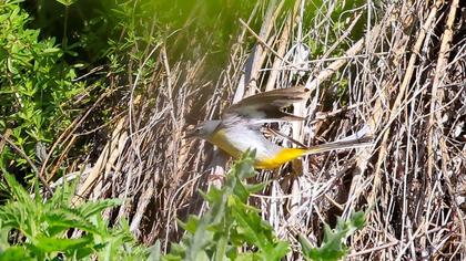 Dağ kuyruksallayanı