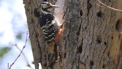 Aksırtlı ağaçkakan