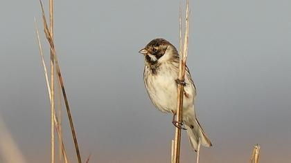 Bataklık Kirazkuşu