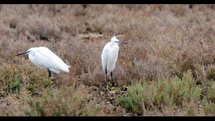 Küçük ak balıkçıl