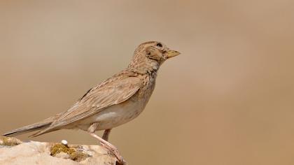 Mediterranean Short-toed Lark