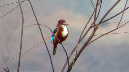 İzmir yalıçapkını