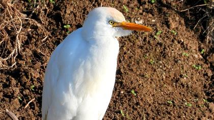 Sığır balıkçılı