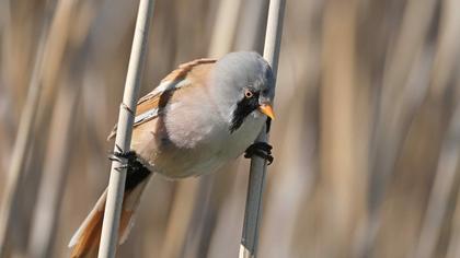 Bıyıklı baştankara