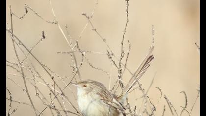 Dikkuyruklu ötleğen
