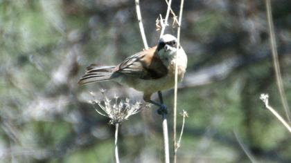 Eurasian Penduline Tit