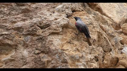 Duvar tırmaşıkkuşu