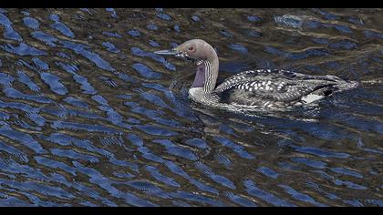 Karagerdanlı dalgıç