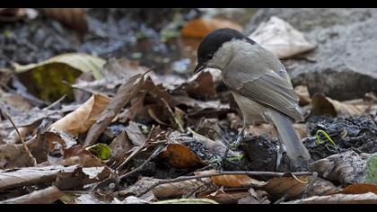 Kayın baştankarası