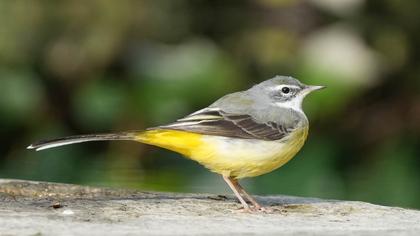 Dağ kuyruksallayanı