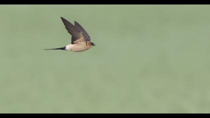 Kızıl kırlangıç