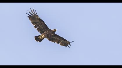 Küçük orman kartalı